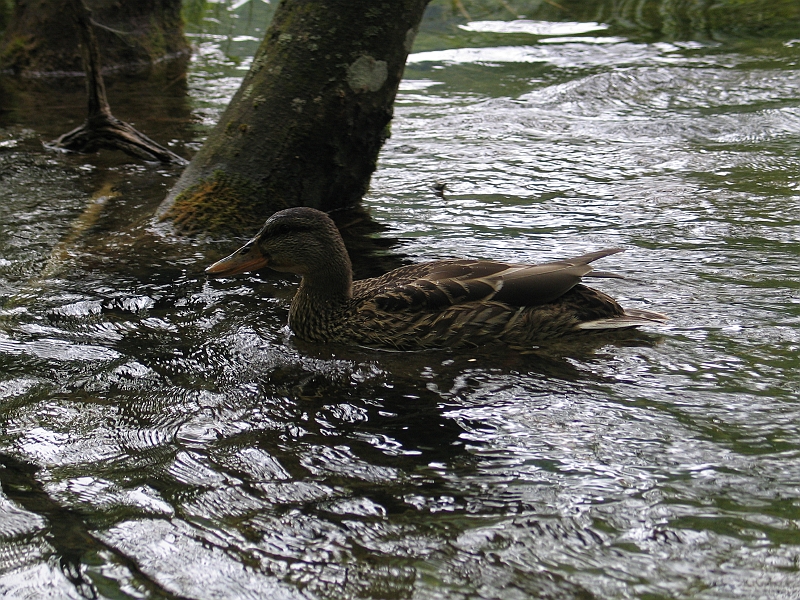 Original image